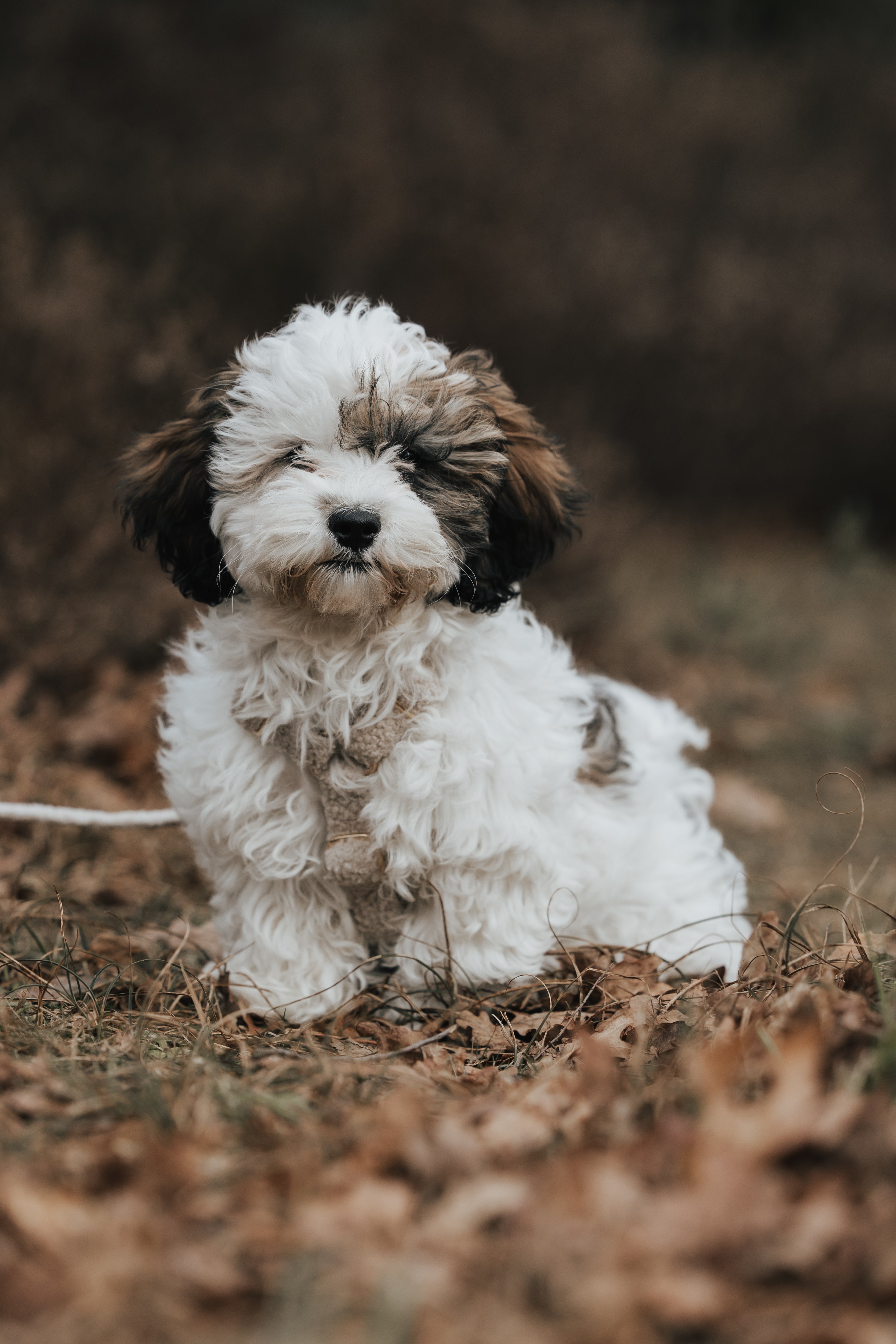 Building Up Walks with Your New Puppy: A Step-by-Step Guide